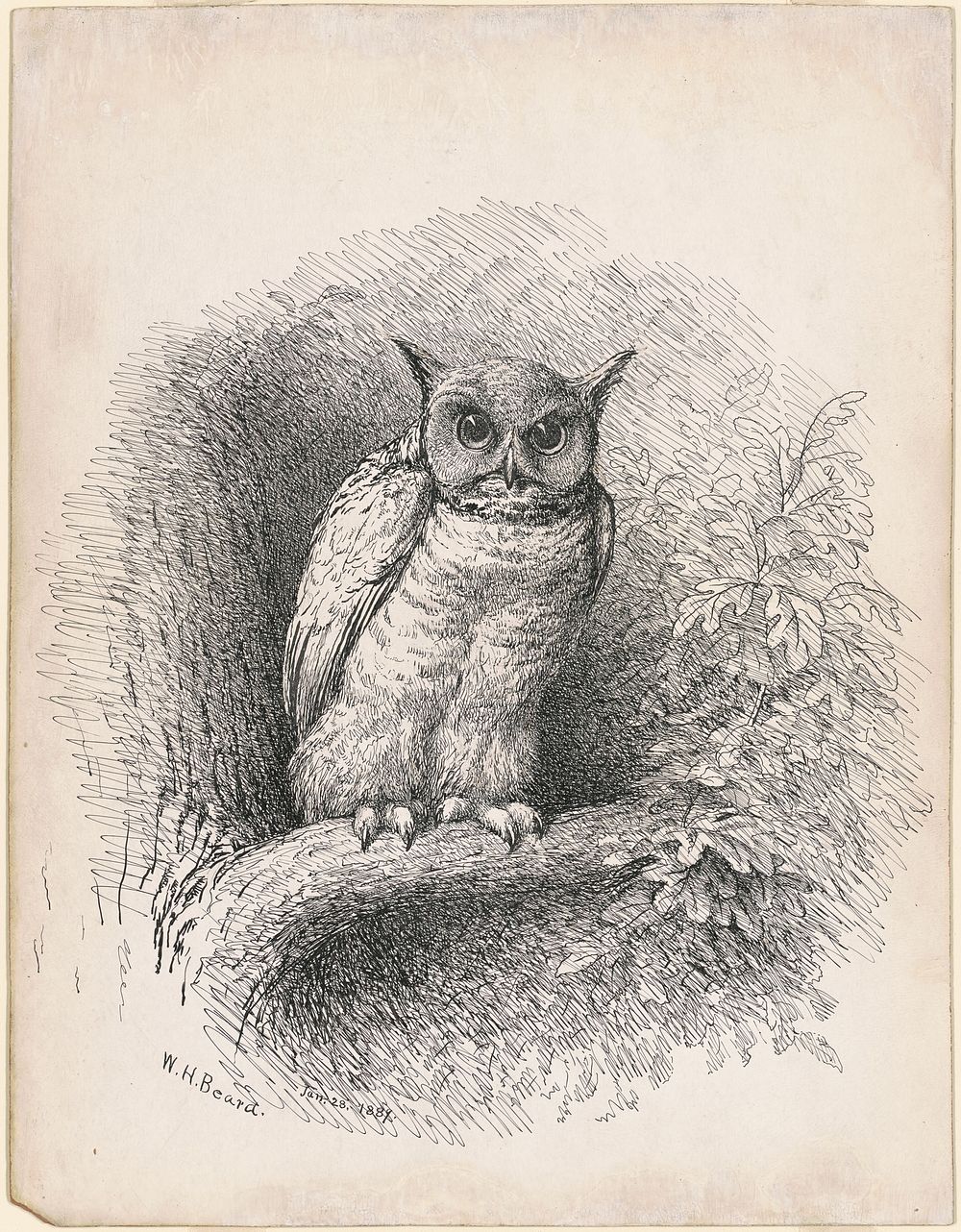 Owl (1889) by William Holbrook Beard.  