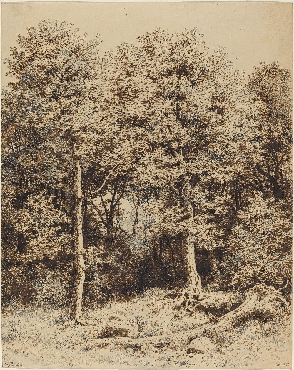 A Copse of Trees (1863) drawing in high resolution by Karl Theodor Reiffenstein.  