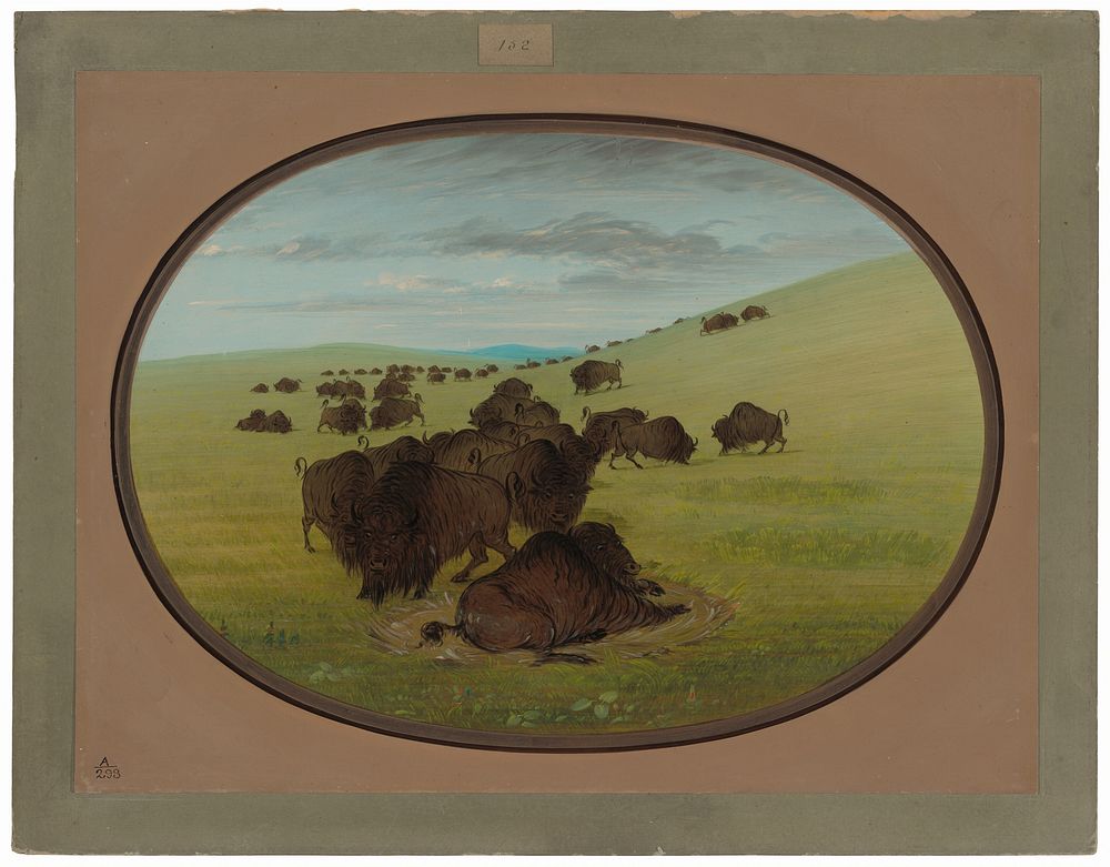 A Buffalo Wallow (1861-1869) painting in high resolution by George Catlin.  