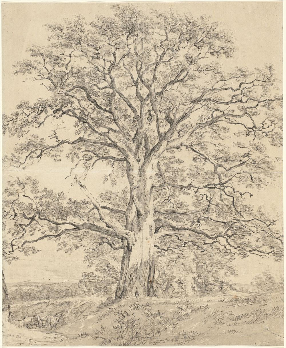 A Great Oak Tree (c. 1801) drawing in high resolution by John Constable.