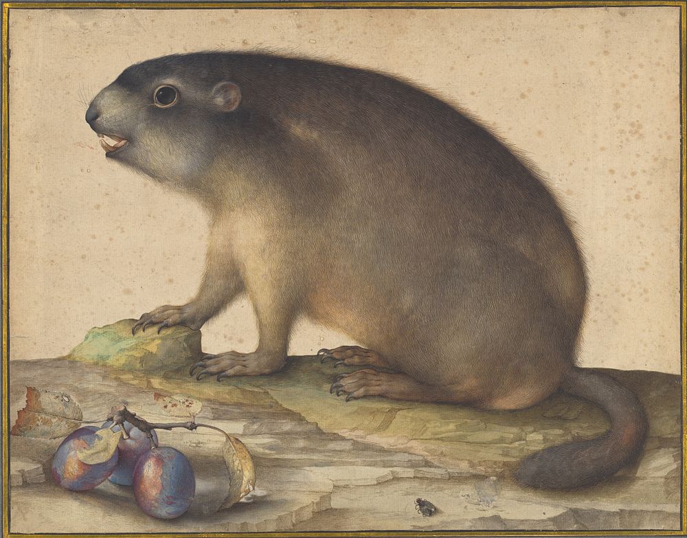 A Marmot with a Branch of Plums (1605)  by Jacopo Ligozzi.   