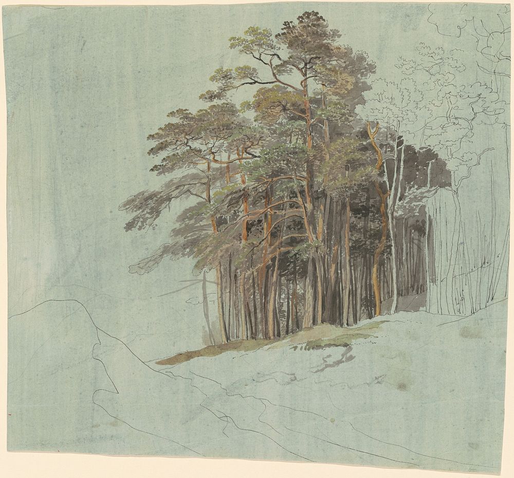 A Study of Pine Trees (c. 1820) by Johann Jakob Dorner the younger.  