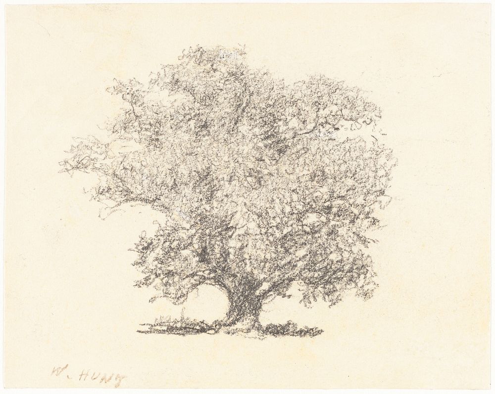 A Tree in Full-Leaf drawing in high resolution by William Henry Hunt (1790&ndash;1864). 