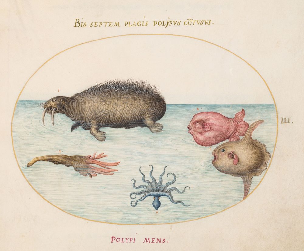 Plate III: Animalia Aqvatilia et Cochiliata (c. 1575-1580) painting in high resolution by Joris Hoefnagel.  