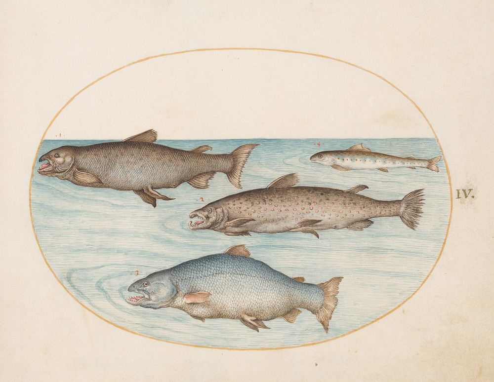 Plate IV: Animalia Aqvatilia et Cochiliata (c. 1575-1580) painting in high resolution by Joris Hoefnagel.  