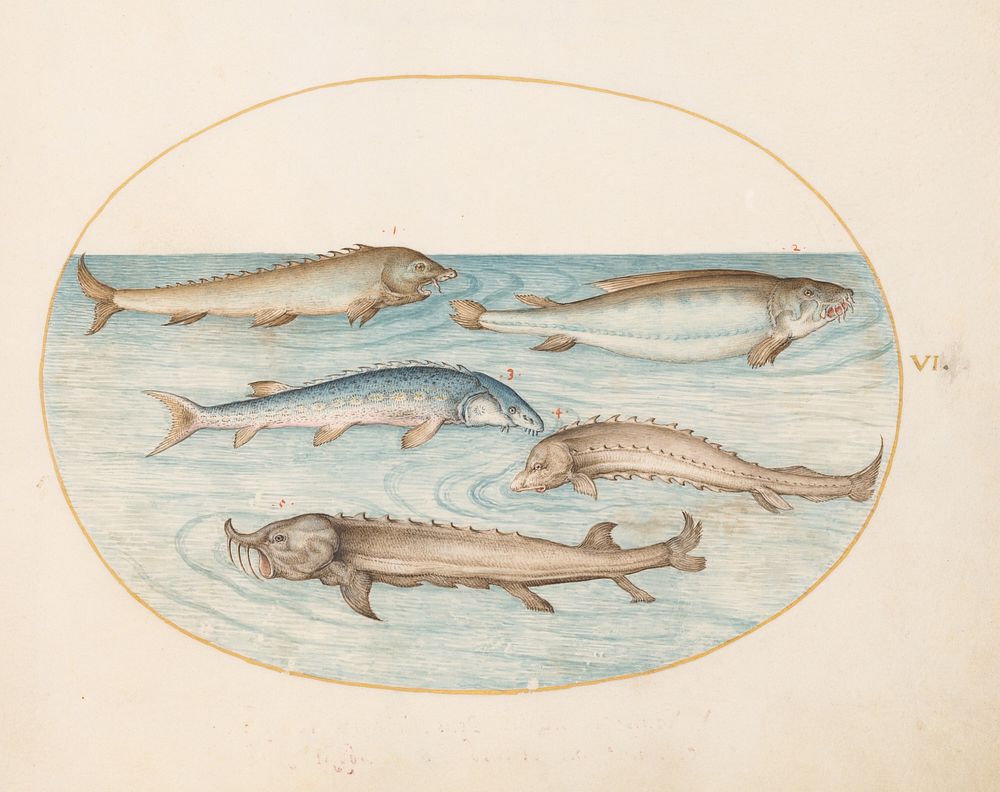 Plate VI: Animalia Aqvatilia et Cochiliata (c. 1575-1580) painting in high resolution by Joris Hoefnagel.  