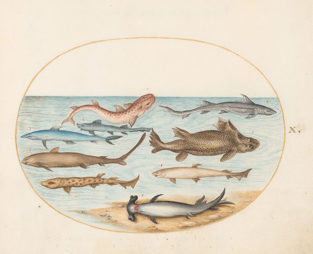 Plate X: Animalia Aqvatilia et Cochiliata (c. 1575-1580) painting in high resolution by Joris Hoefnagel.  