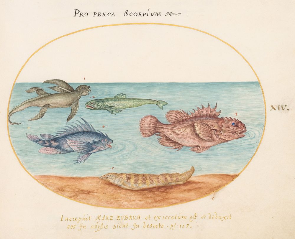 Plate XIV: Animalia Aqvatilia et Cochiliata (c. 1575-1580) painting in high resolution by Joris Hoefnagel.  