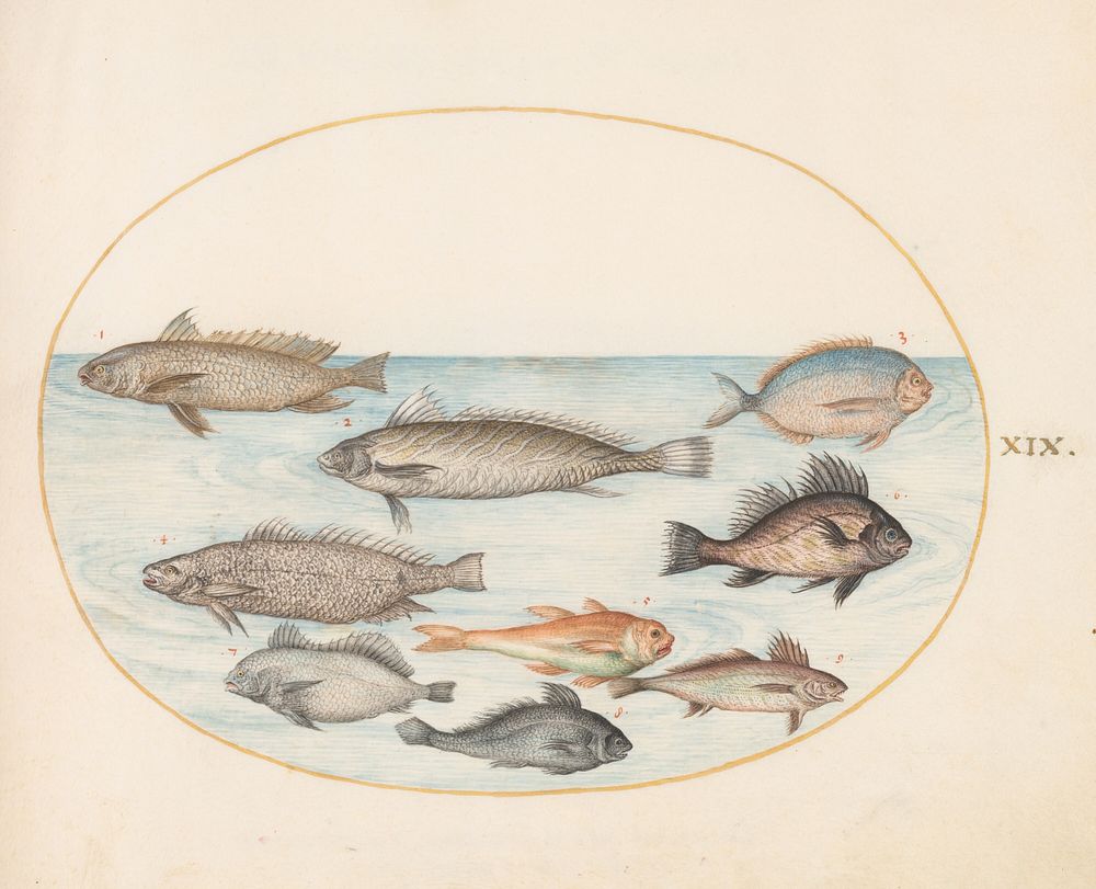 Plate XIX: Animalia Aqvatilia et Cochiliata (c. 1575-1580) painting in high resolution by Joris Hoefnagel.  