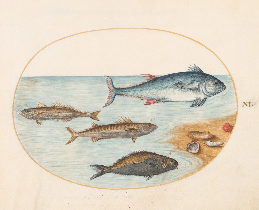 Plate XI: Animalia Aqvatilia et Cochiliata (c. 1575-1580) painting in high resolution by Joris Hoefnagel.  
