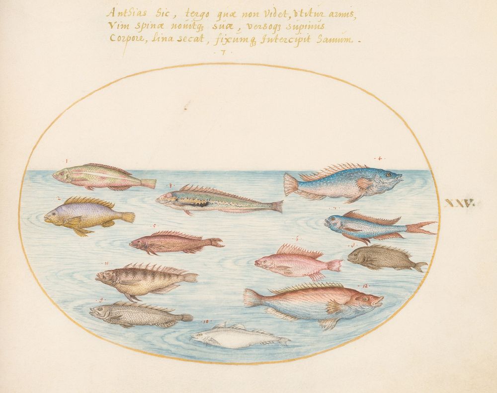 Plate XXV: Animalia Aqvatilia et Cochiliata (c. 15751580) painting in high resolution by Joris Hoefnagel.  