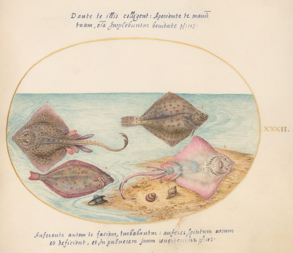 Plate XXXII: Animalia Aqvatilia et Cochiliata (c. 1575-1580) painting in high resolution by Joris Hoefnagel.  