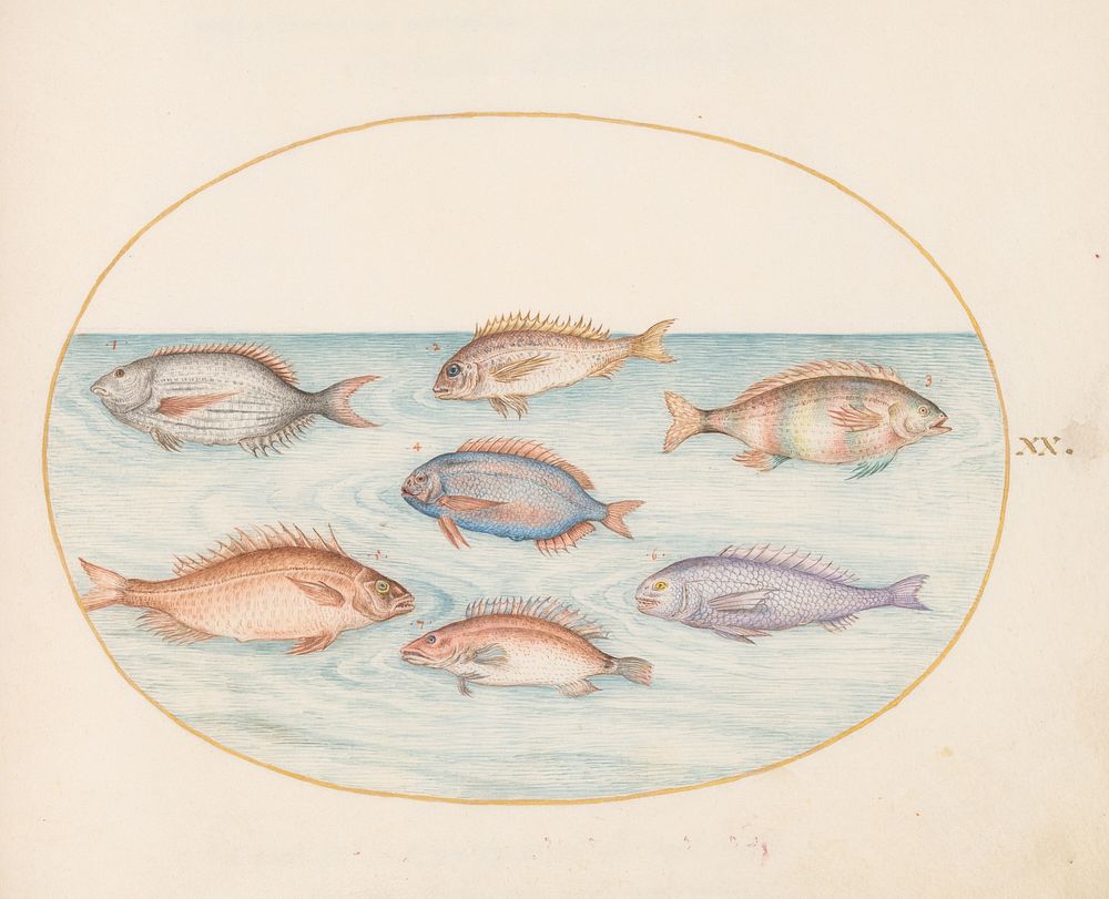 Plate XX: Animalia Aqvatilia et Cochiliata (c. 1575-1580) painting in high resolution by Joris Hoefnagel.  
