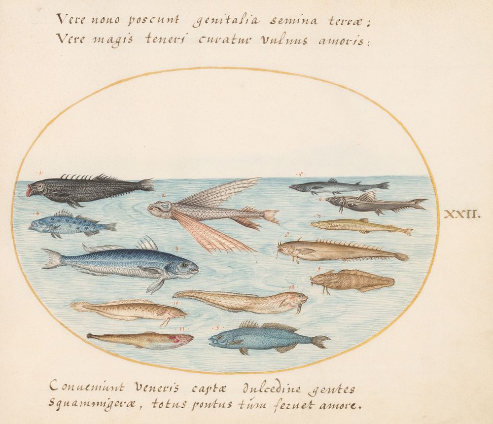 Plate XXII: Animalia Aqvatilia et Cochiliata (c. 1575-1580) painting in high resolution by Joris Hoefnagel.  