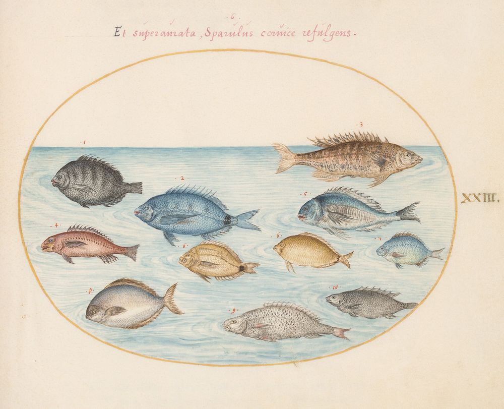 Plate XXIII: Animalia Aqvatilia et Cochiliata (c. 1575-1580) painting in high resolution by Joris Hoefnagel.  