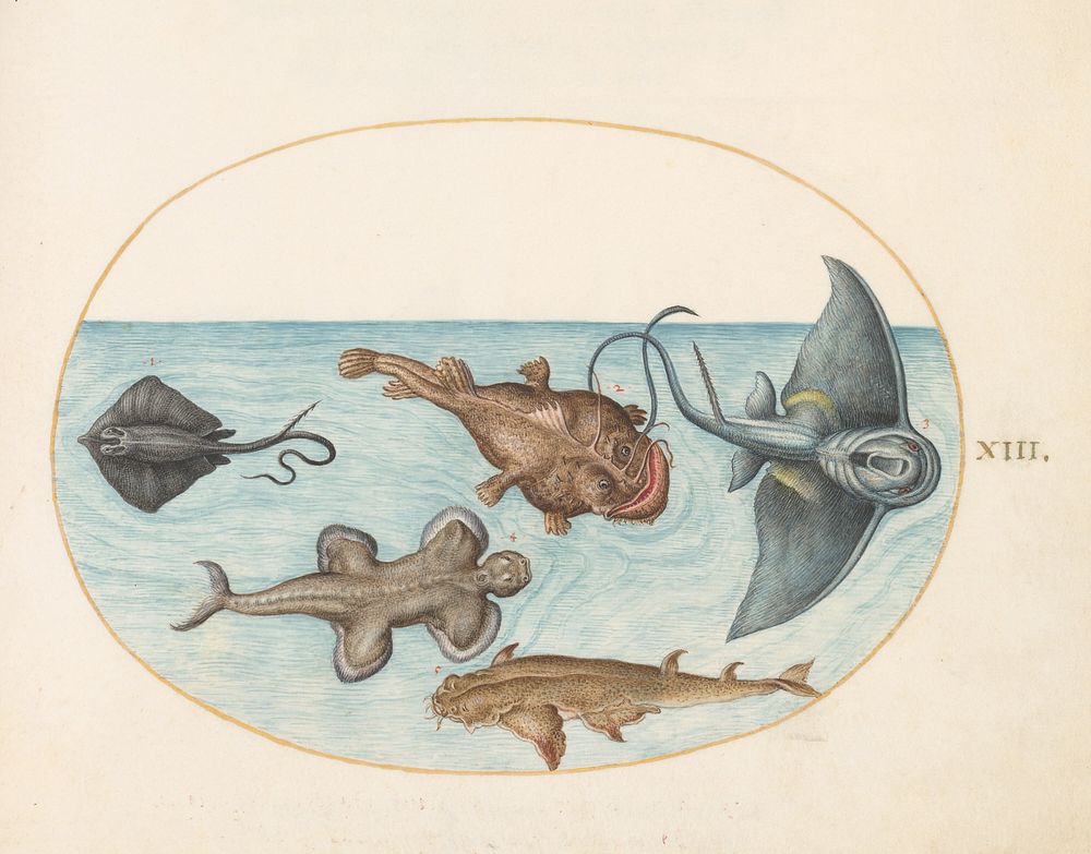 Plate XXIV: Animalia Aqvatilia et Cochiliata (c.1575-1580) painting in high resolution by Joris Hoefnagel.  