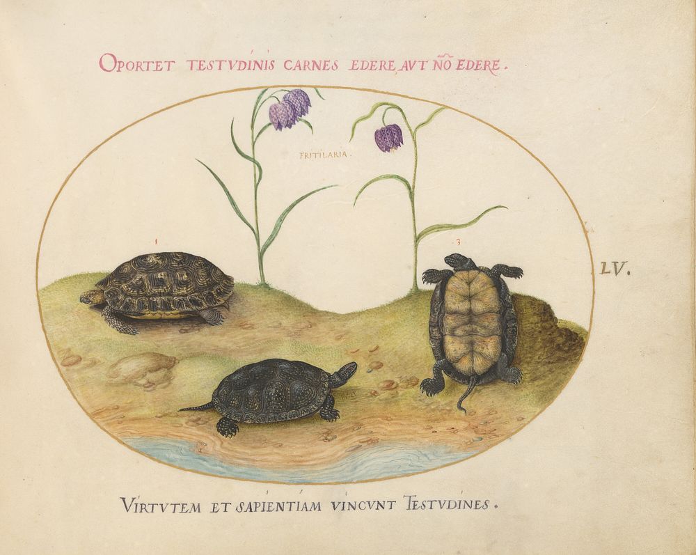 Plate LV: Animalia Qvadrvpedia et Reptilia (c. 1575-1580) painting in high resolution by Joris Hoefnagel.  