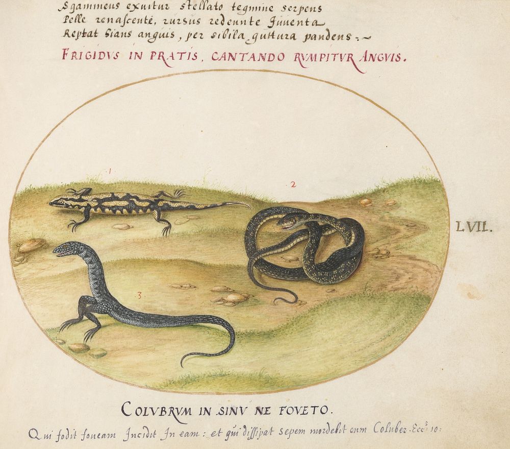 Plate LVII: Animalia Qvadrvpedia et Reptilia (c. 1575-1580) painting in high resolution by Joris Hoefnagel.  