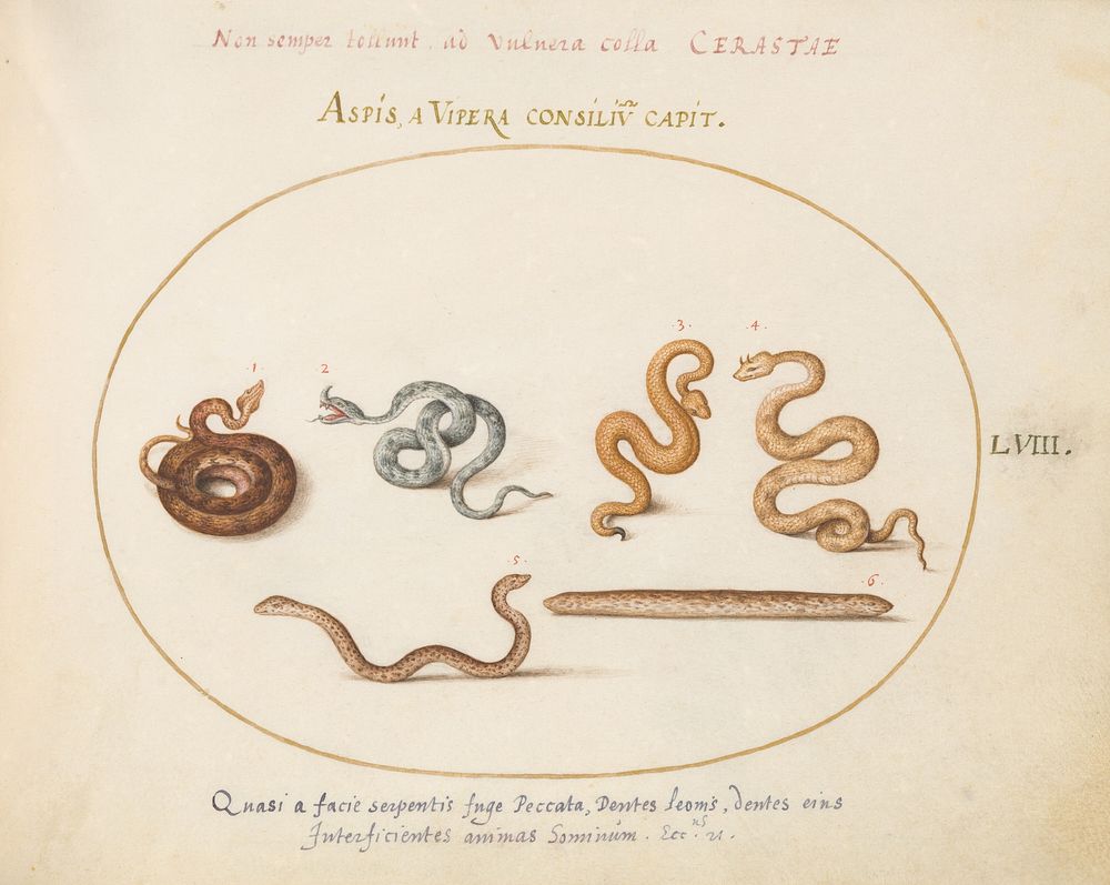 Plate LVIII: Animalia Qvadrvpedia et Reptilia (c. 1575-1580) painting in high resolution by Joris Hoefnagel.  
