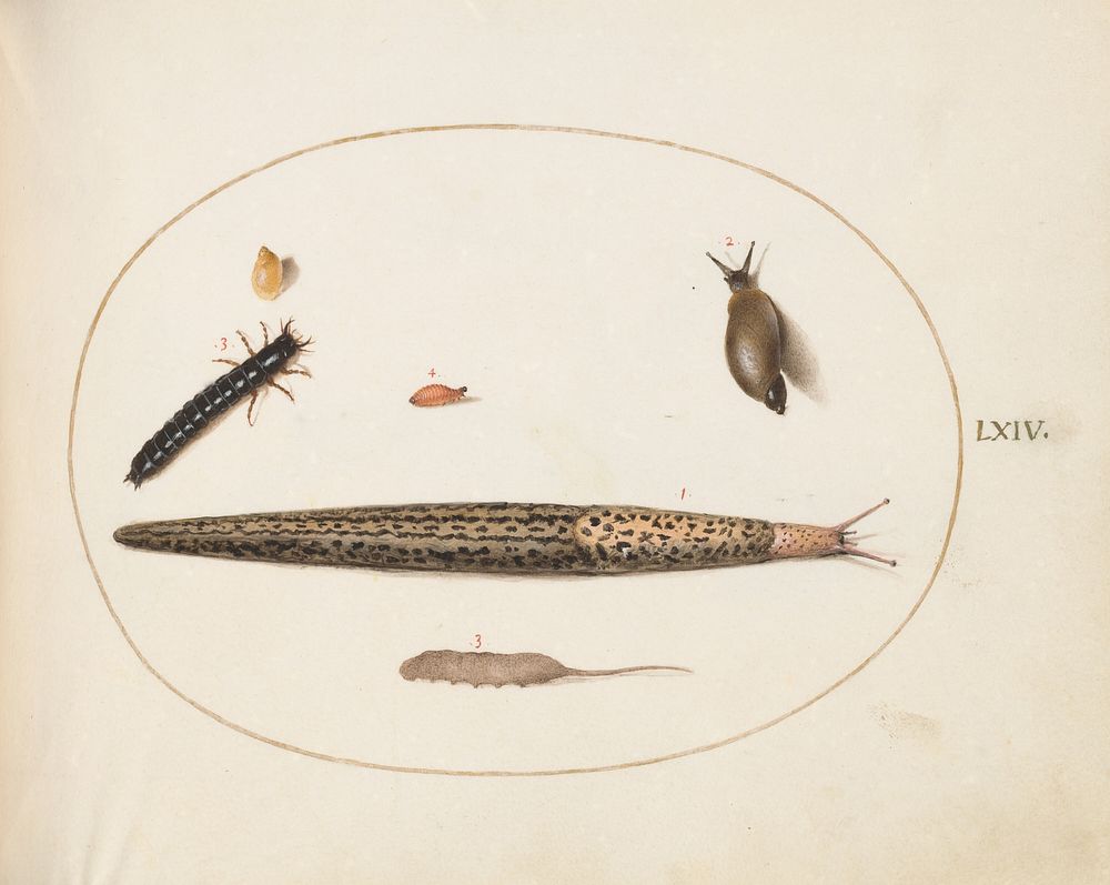 Plate LXIV: Animalia Qvadrvpedia et Reptilia (c. 1575-1580) painting in high resolution by Joris Hoefnagel.  