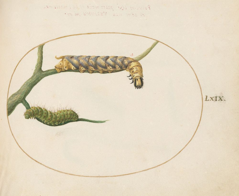 Plate LXIX: Animalia Qvadrvpedia et Reptilia (c. 1575-1580) painting in high resolution by Joris Hoefnagel.  