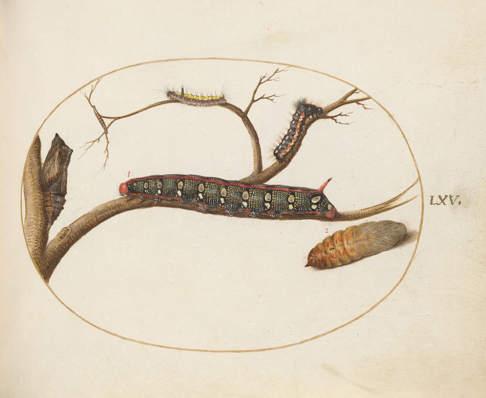 Plate LXV: Animalia Qvadrvpedia et Reptilia (c. 1575-1580) painting in high resolution by Joris Hoefnagel.  