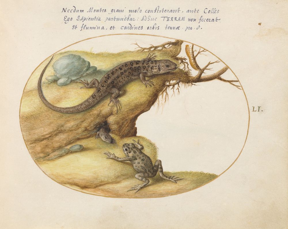Plate LI: Animalia Qvadrvpedia et Reptilia (c. 1575-1580) painting in high resolution by Joris Hoefnagel.  