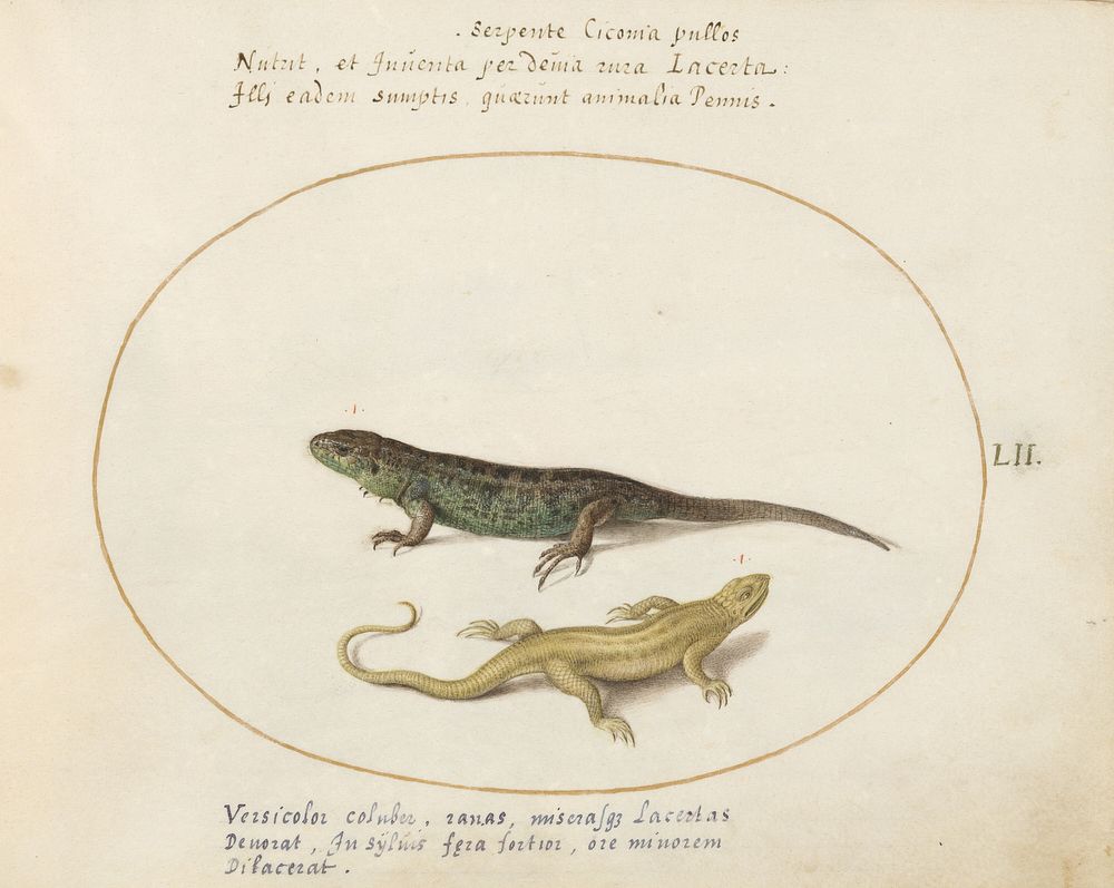 Plate LII: Animalia Qvadrvpedia et Reptilia (c. 1575-1580) painting in high resolution by Joris Hoefnagel.  