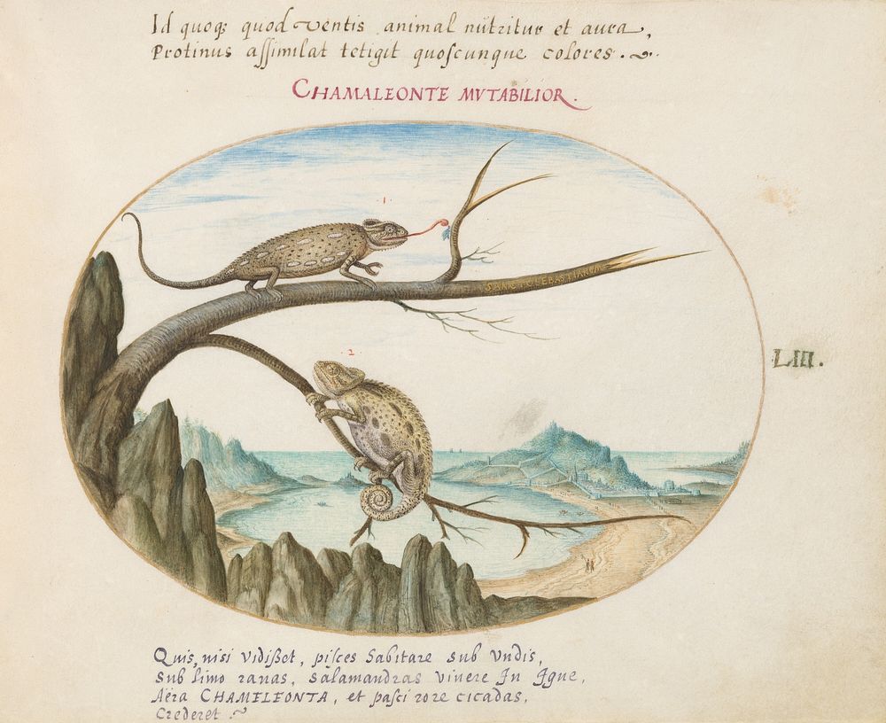 Plate LIII: Animalia Qvadrvpedia et Reptilia (c. 1575-1580) painting in high resolution by Joris Hoefnagel.  