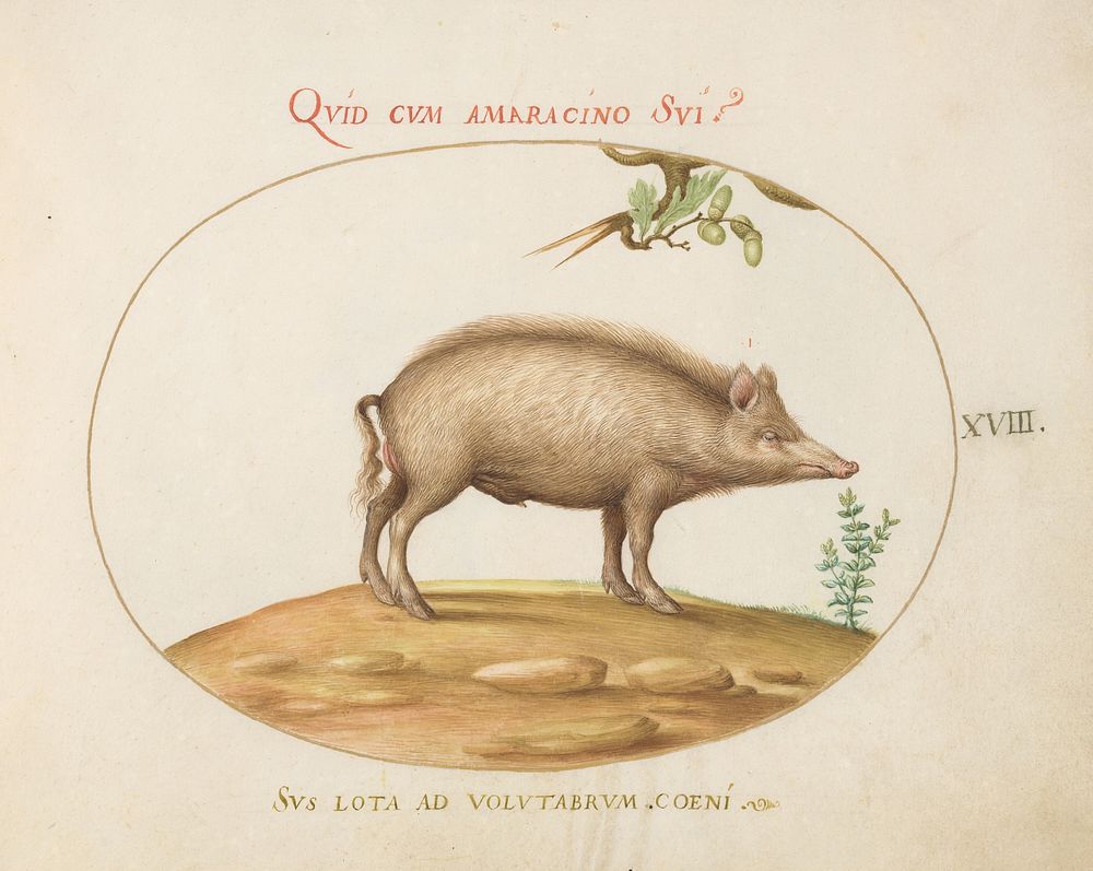 Plate XVIII: Animalia Qvadrvpedia et Reptilia (c. 1575-1580) painting in high resolution by Joris Hoefnagel.  
