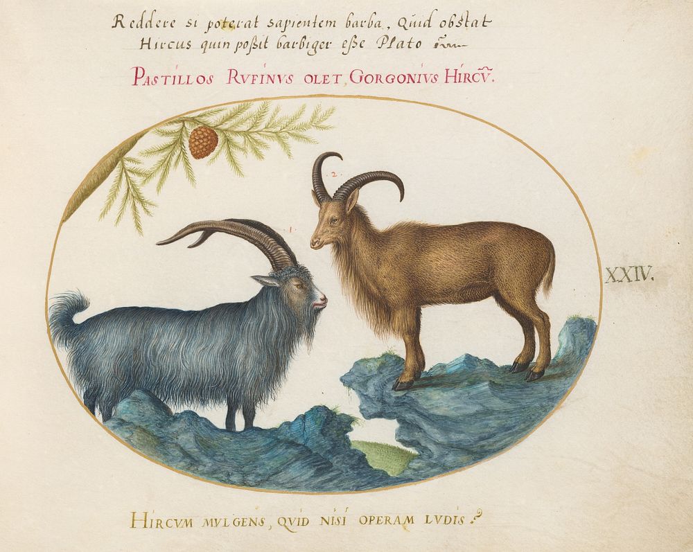 Plate XXIV: Animalia Qvadrvpedia et Reptilia (c. 1575-1580) painting in high resolution by Joris Hoefnagel.  