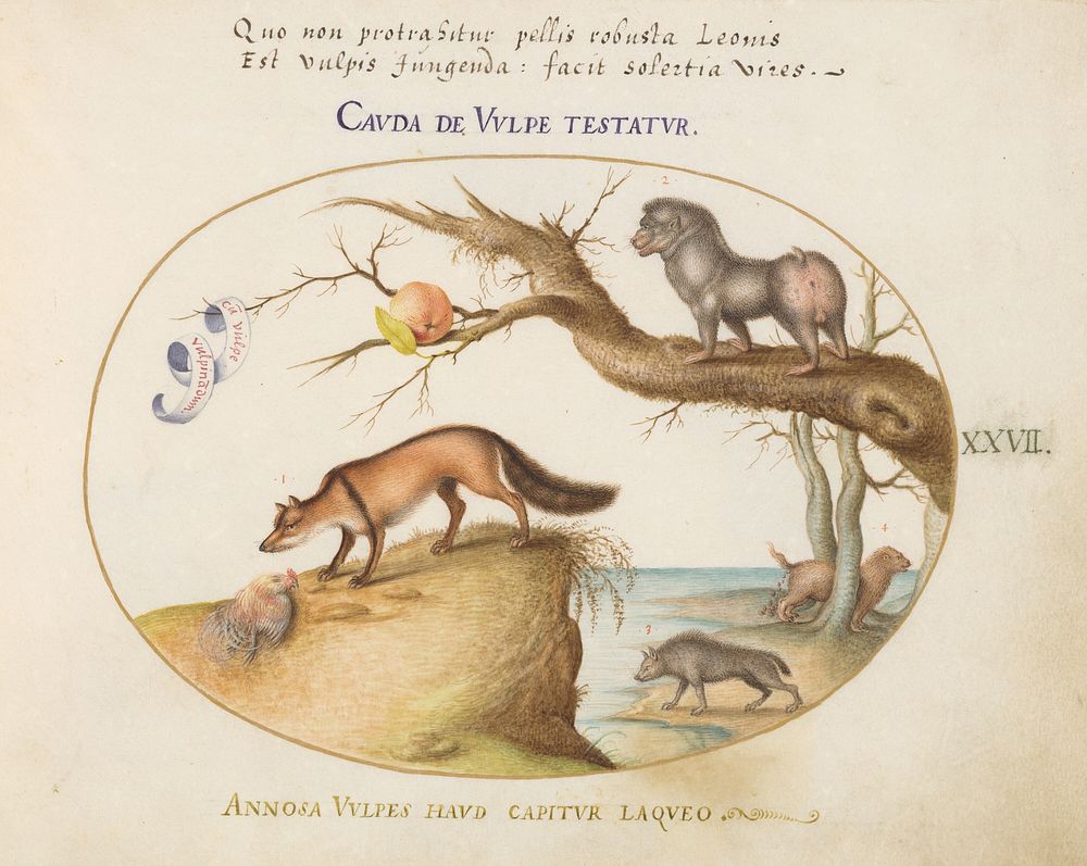 Plate XXVII: Animalia Qvadrvpedia et Reptilia (c. 1575-1580) painting in high resolution by Joris Hoefnagel.  