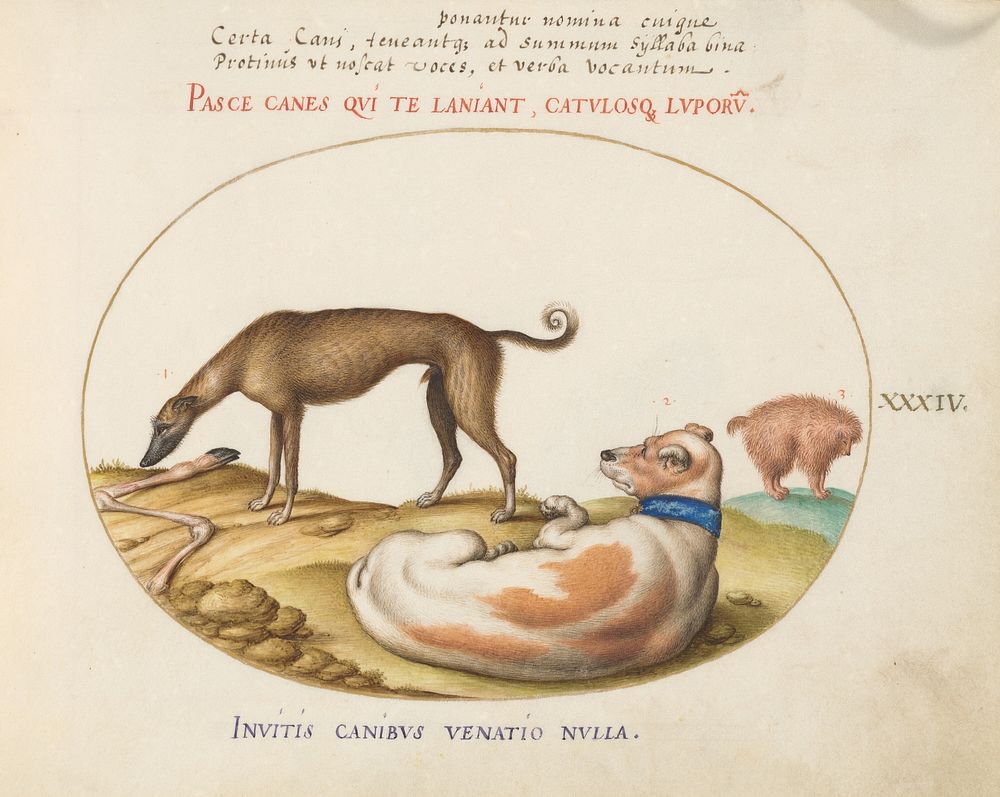 Plate XXXIV: Animalia Qvadrvpedia et Reptilia (c. 1575-1580) painting in high resolution by Joris Hoefnagel.  