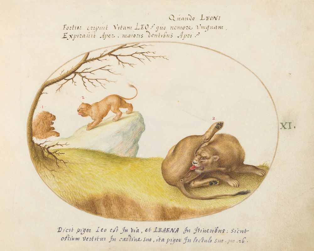 Plate XI: Animalia Qvadrvpedia et Reptilia (c. 1575-1580) painting in high resolution by Joris Hoefnagel.  