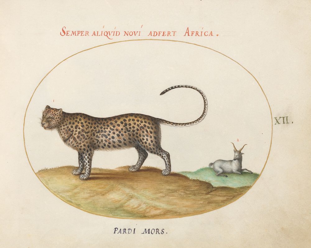 Plate XII: Animalia Qvadrvpedia et Reptilia (c. 1575-1580) painting in high resolution by Joris Hoefnagel.