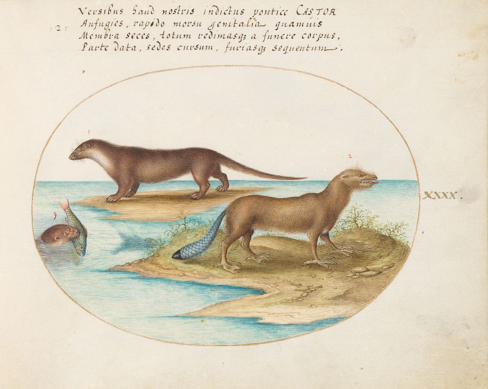 Plate XL: Animalia Qvadrvpedia et Reptilia (c. 1575-1580) painting in high resolution by Joris Hoefnagel.  
