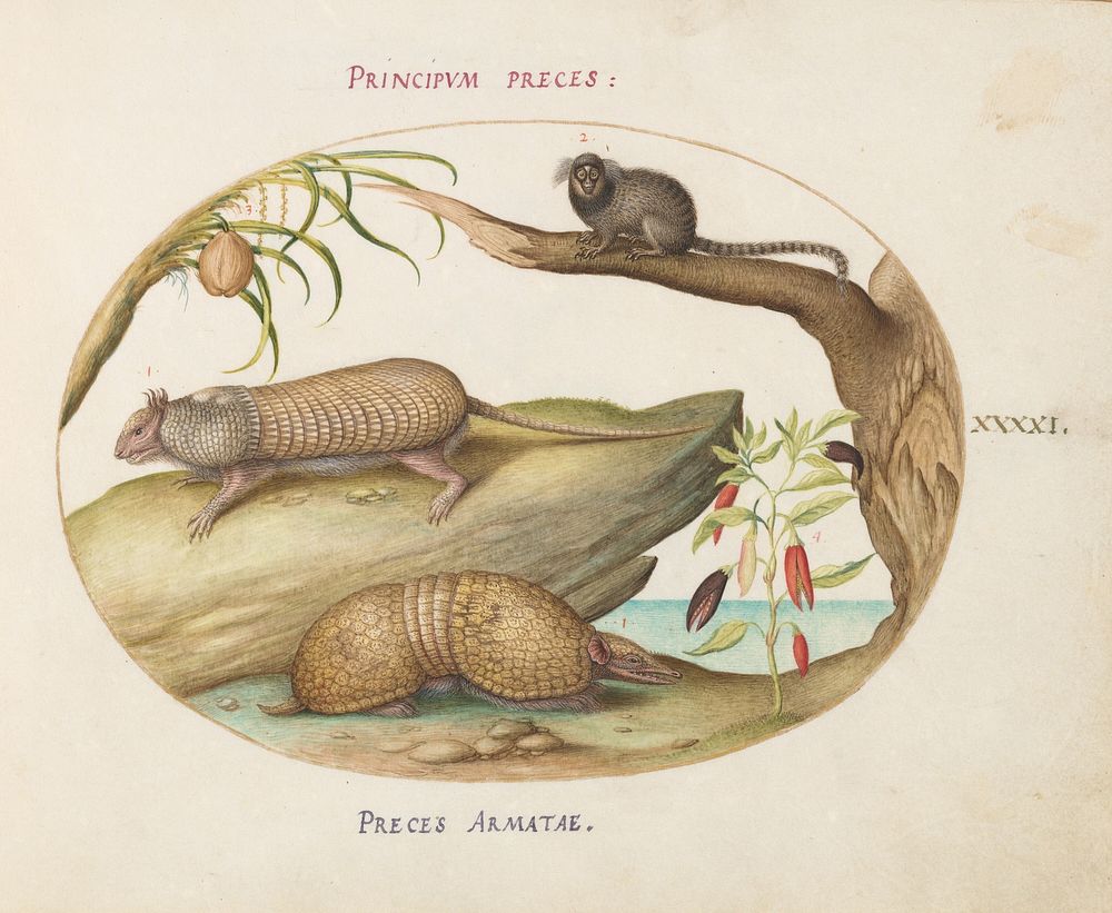 Plate XLI: Animalia Qvadrvpedia et Reptilia (c. 1575-1580) painting in high resolution by Joris Hoefnagel.  