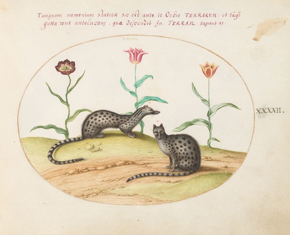 Plate XLII: Animalia Qvadrvpedia et Reptilia (c. 1575-1580) painting in high resolution by Joris Hoefnagel.  