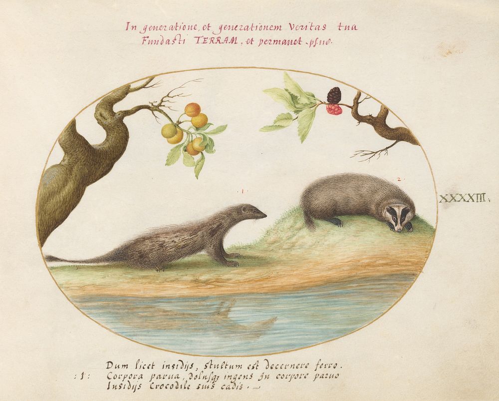Plate XLIII: Animalia Qvadrvpedia et Reptilia (c. 1575-1580) painting in high resolution by Joris Hoefnagel.  