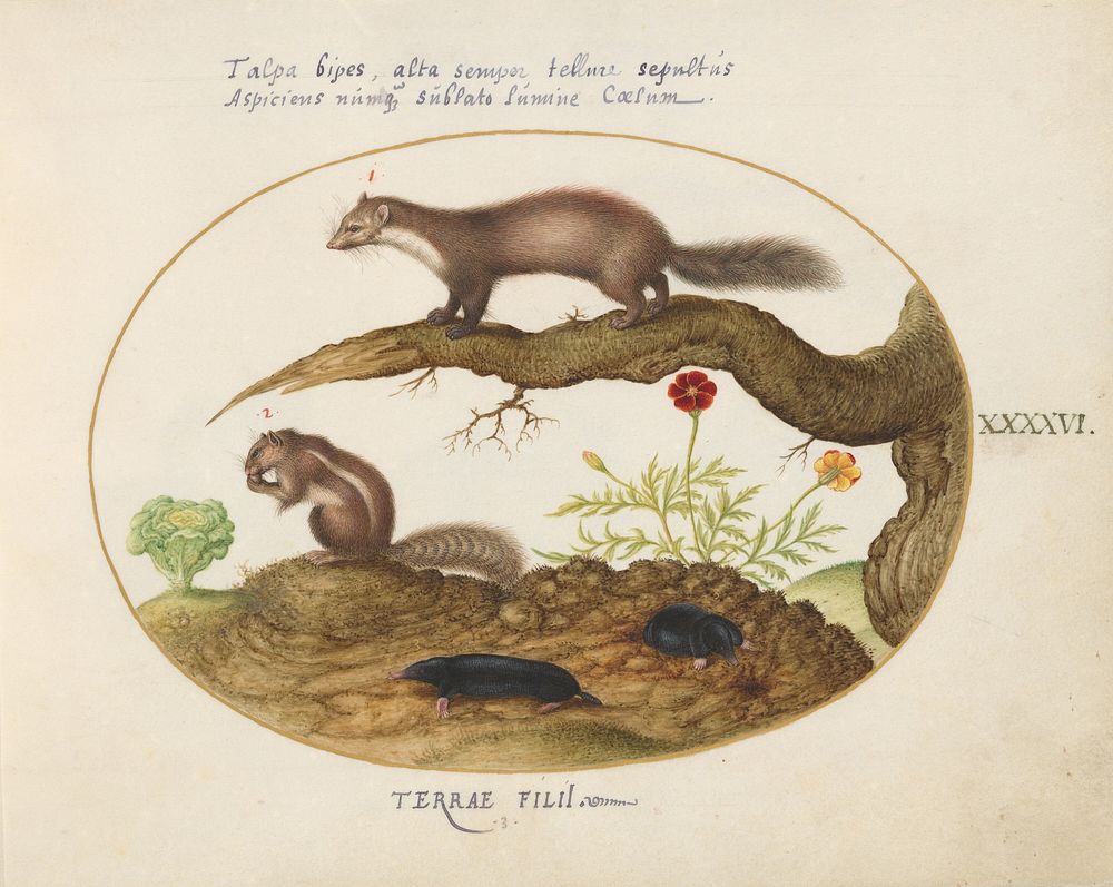 Plate XLVI: Animalia Qvadrvpedia et Reptilia (c. 1575-1580) painting in high resolution by Joris Hoefnagel.  