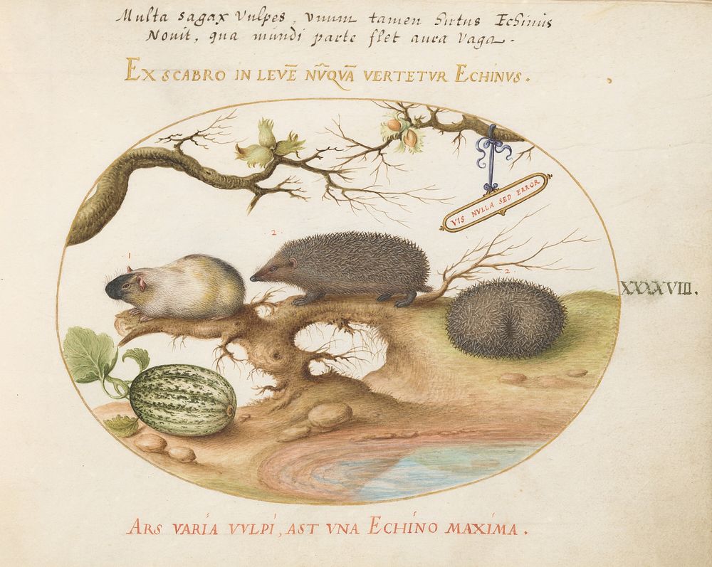 Plate XLVIII: Animalia Qvadrvpedia et Reptilia (c. 1575-1580) painting in high resolution by Joris Hoefnagel.  