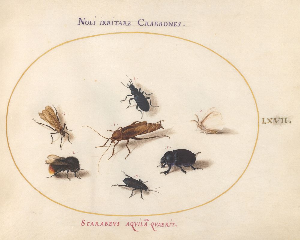 Plate LXVII: Animalia Rationalia et Insecta  (c. 1575-1580) painting in high resolution by Joris Hoefnagel.  