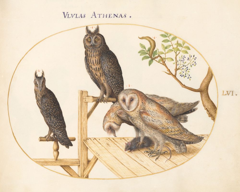 Plate LVI: Animalia Volatilia et Amphibia (c. 1575-1580) painting in high resolution by Joris Hoefnagel.  