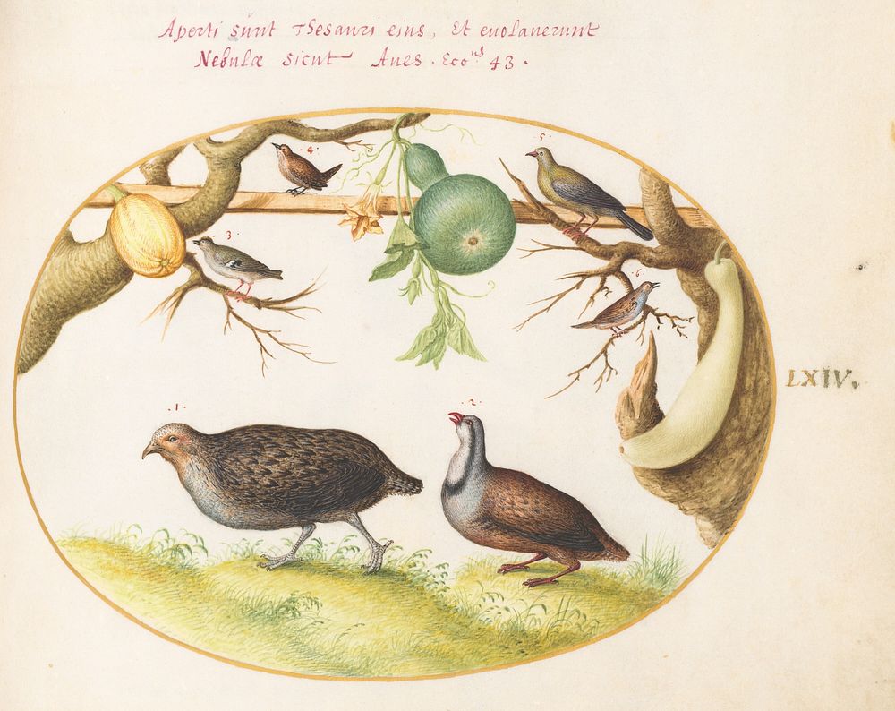 Plate LXIV: Animalia Volatilia et Amphibia (c. 1575-1580) painting in high resolution by Joris Hoefnagel.  