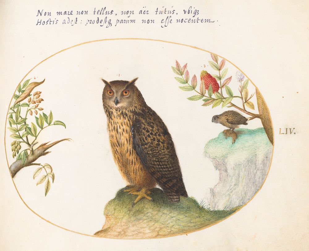 Plate LIV: Animalia Volatilia et Amphibia (c. 1575-1580) painting in high resolution by Joris Hoefnagel.  