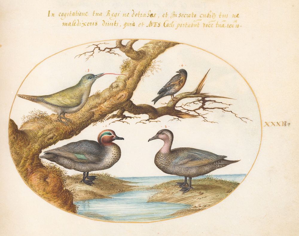 Plate XXXII: Animalia Volatilia et Amphibia (c. 1575-1580) painting in high resolution by Joris Hoefnagel.  