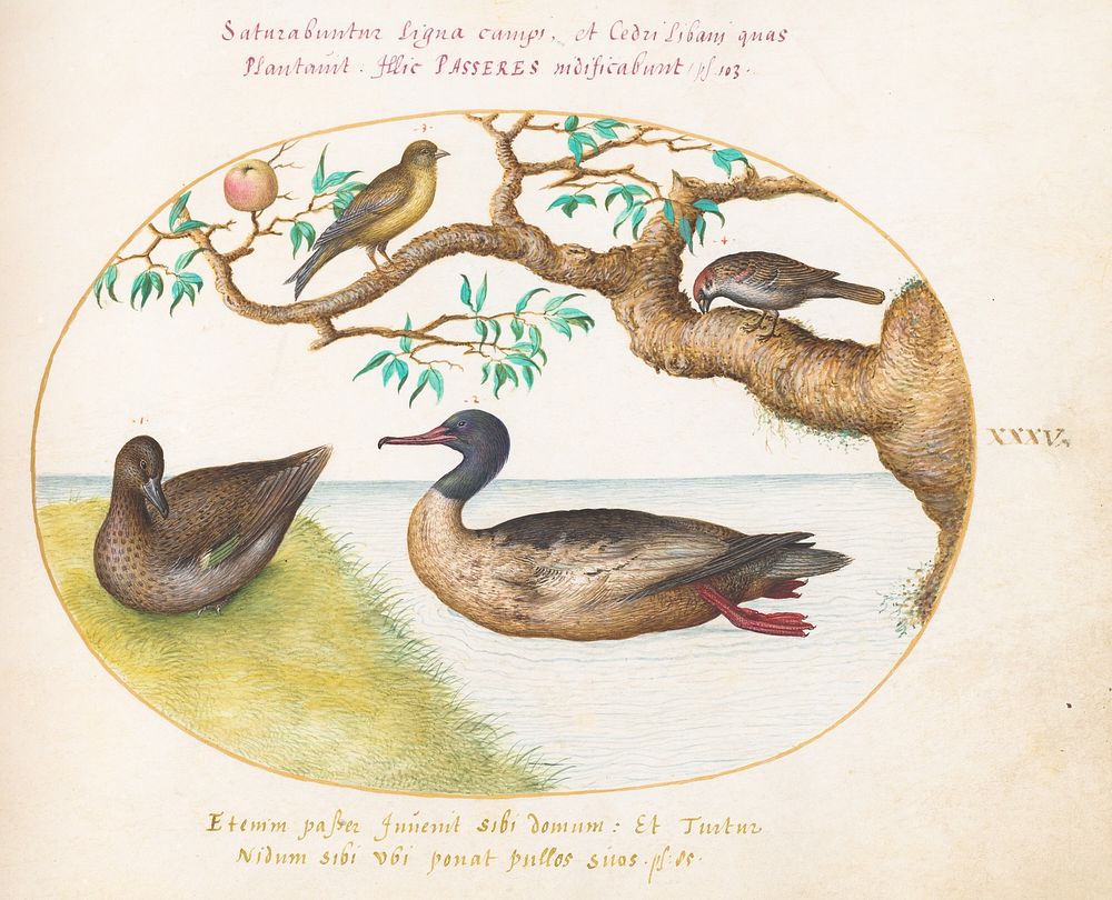 Plate XXXV: Animalia Volatilia et Amphibia (c. 1575-1580) painting in high resolution by Joris Hoefnagel.