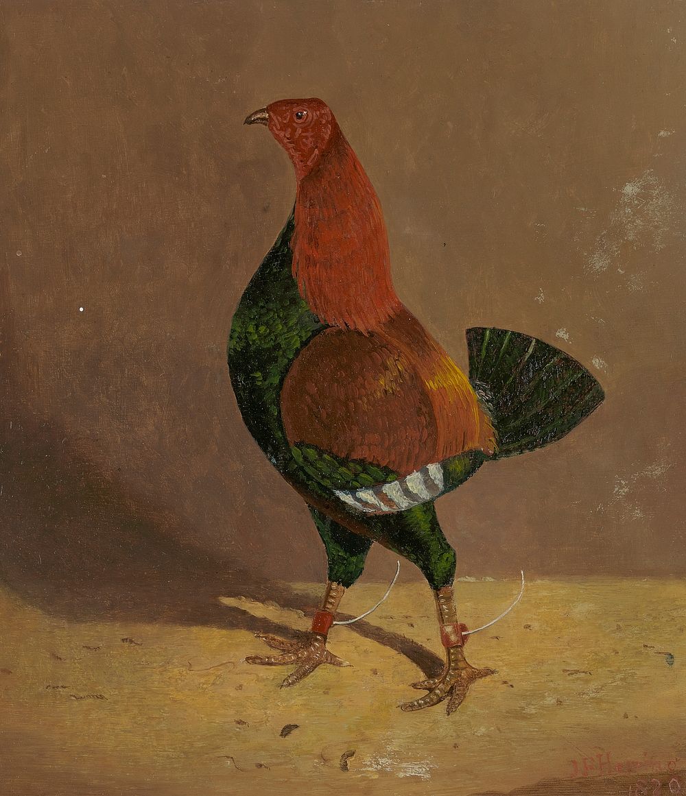 Fighting Cocks: a Dark-Breasted Fighting Cock, Facing Left (1829) painting in high resolution by John Frederick Herring.  