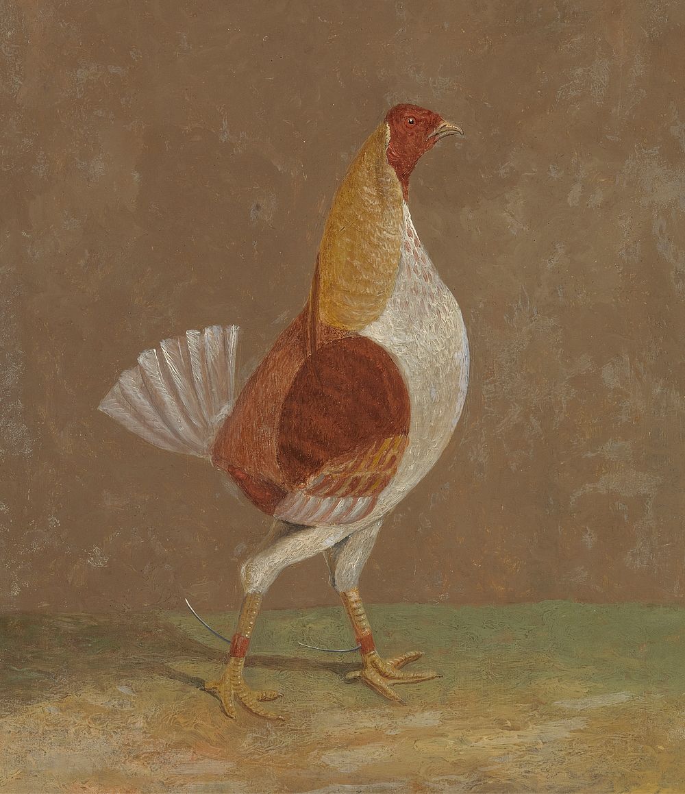 Fighting Cocks: a Pale-Breasted Fighting Cock, Facing Rght (1829) painting in high resolution by John Frederick Herring.  