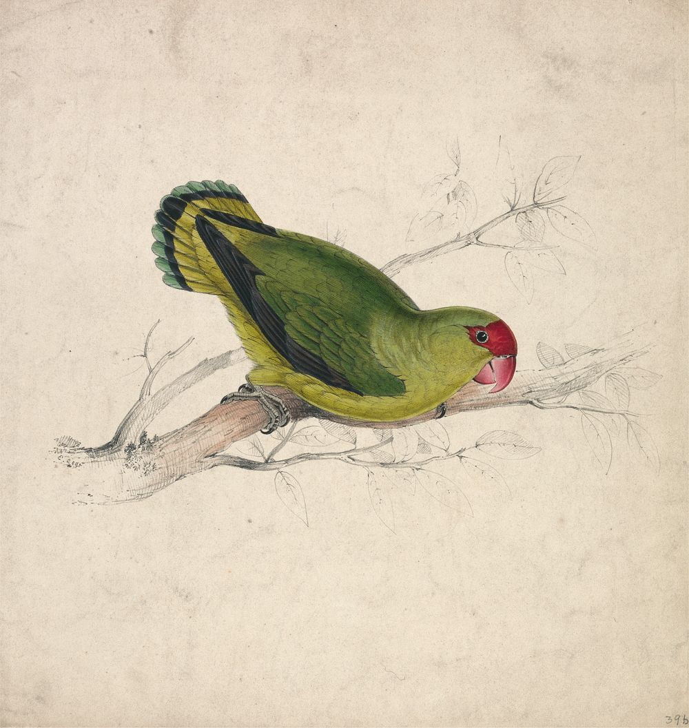 Abyssinian Parrakeet (1832) print in high resolution by Edward Lear.  
